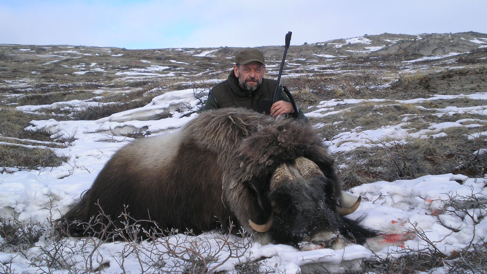 RR Weltweites Jagen | Jagen in Grönland