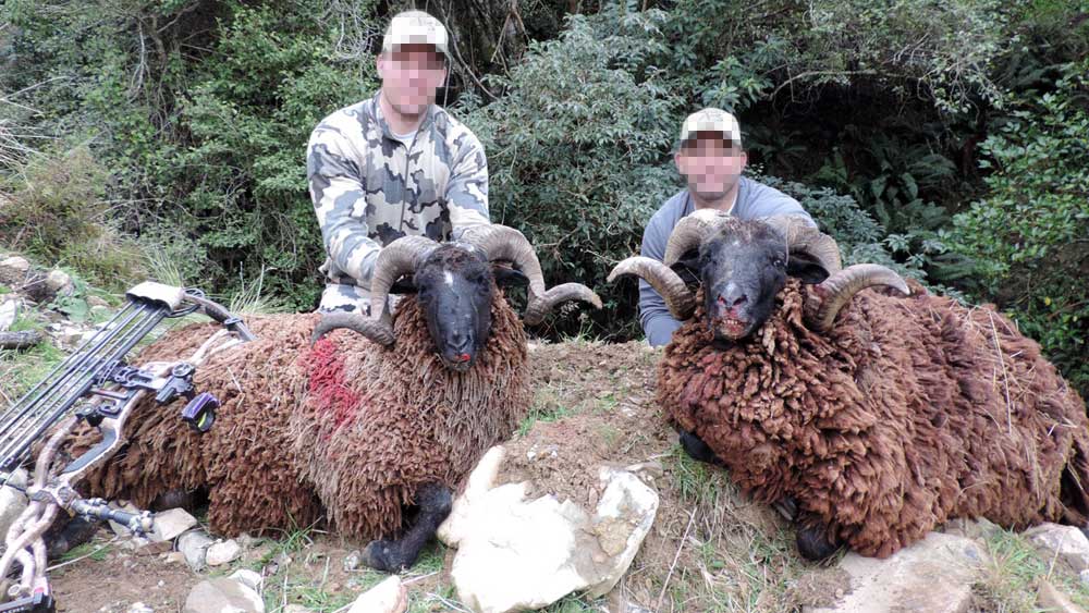 RR Weltweites Jagen | Jagen in Neuseeland