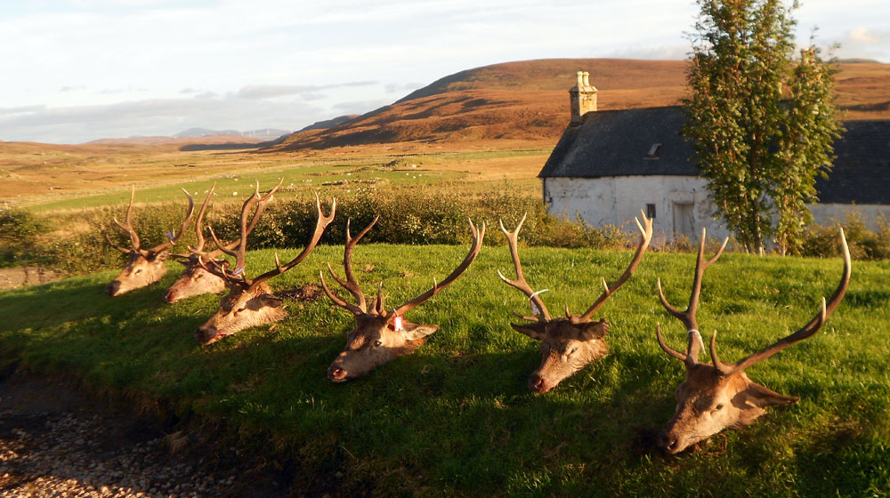 RR Weltweites Jagen | Schottland