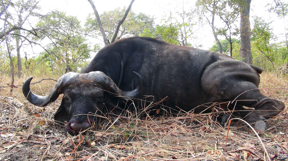 RR Weltweites Jagen | Jagen in Tansania