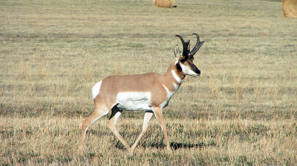 Jagen in Wyoming