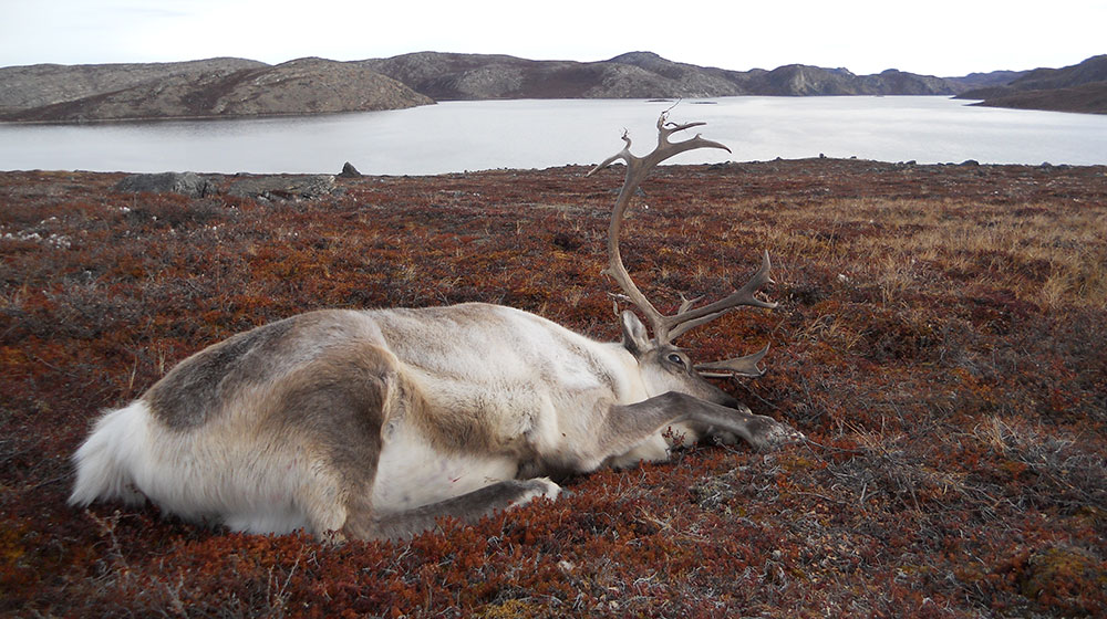 RR Weltweites Jagen | Jagen in Grönland