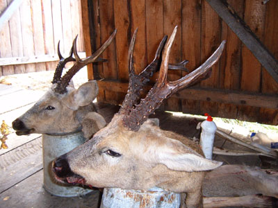 RR Weltweites Jagen | Sibirischer Rehbock