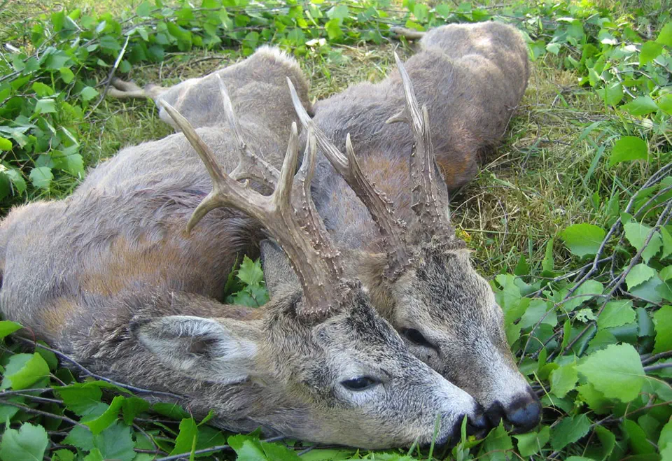 RR weltweites jagen | Jagen in Serbien | Vojvodina