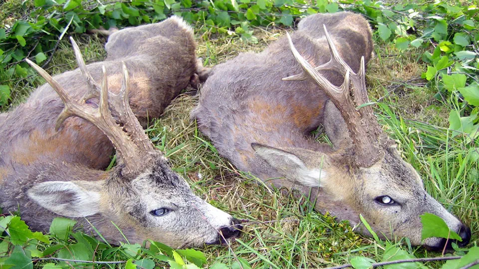 RR weltweites jagen | Jagen in Serbien | Vojvodina