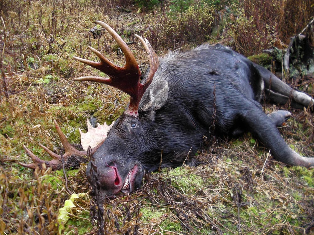 RR weltweites Jagen | British Columbia Süd