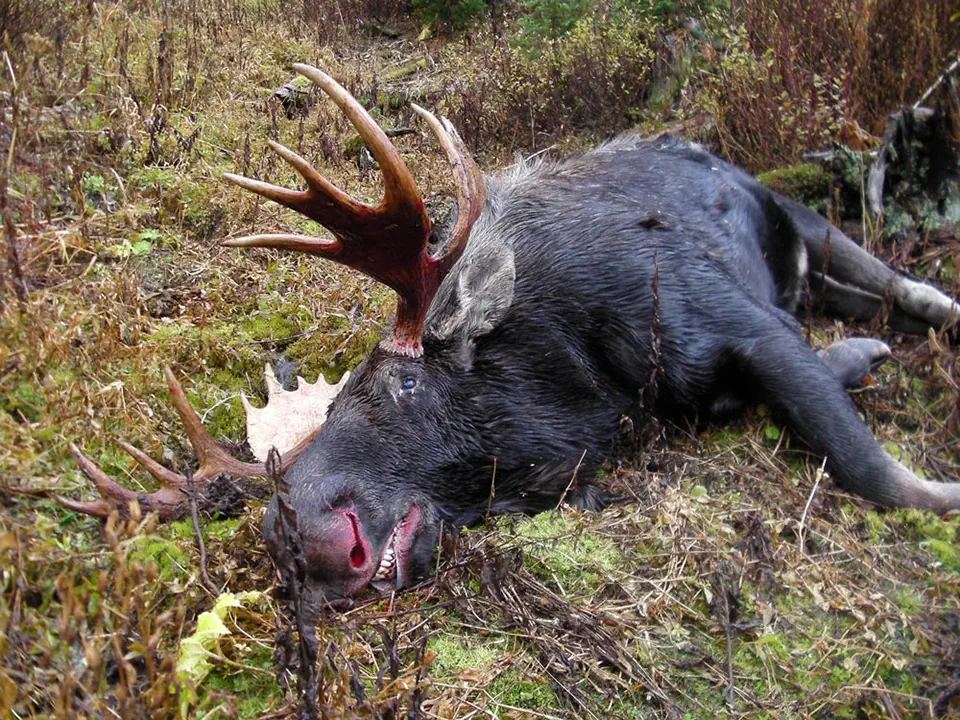 RR weltweites jagen | British Columbia Süd