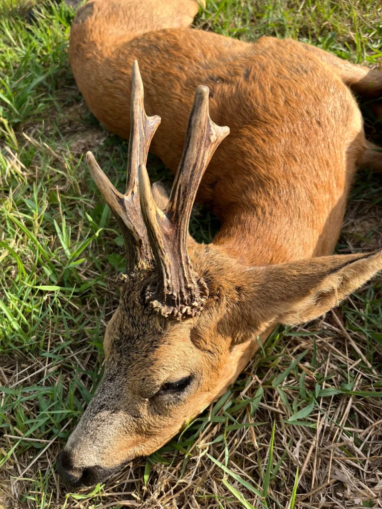 RR weltweites jagen | Frankreich