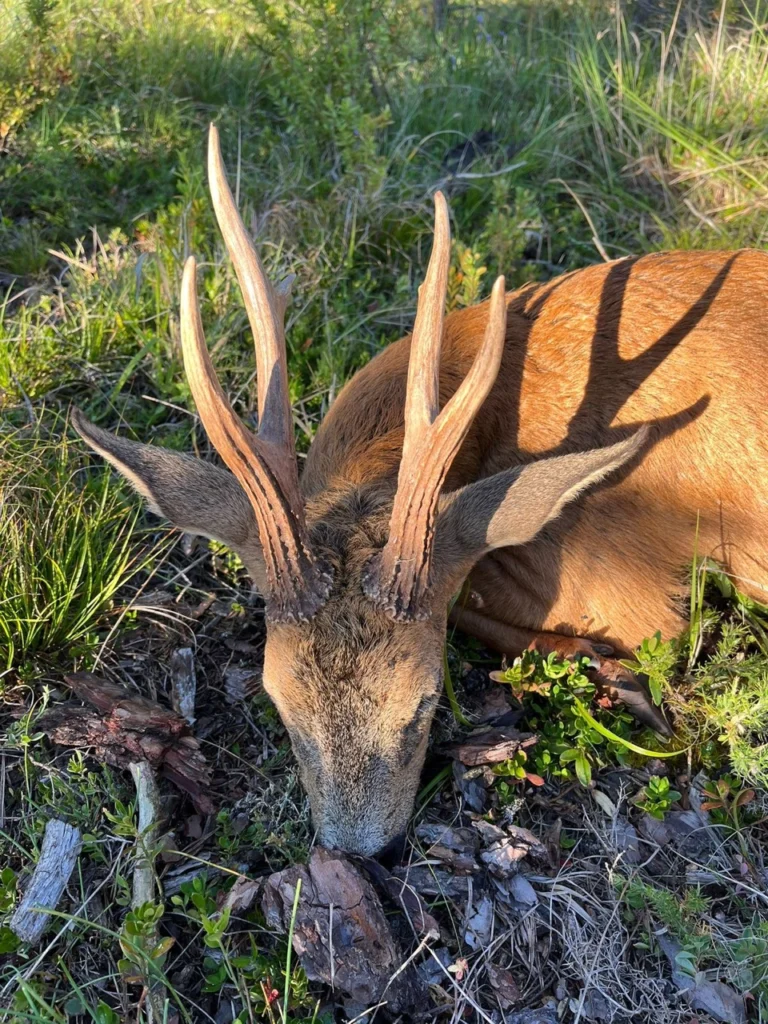 RR weltweites jagen | Frankreich