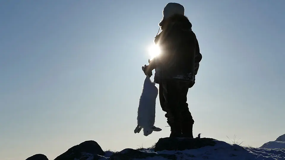 RR weltweites jagen | Jagen in Grönland