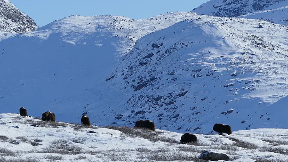 RR weltweites jagen | Jagen in Grönland