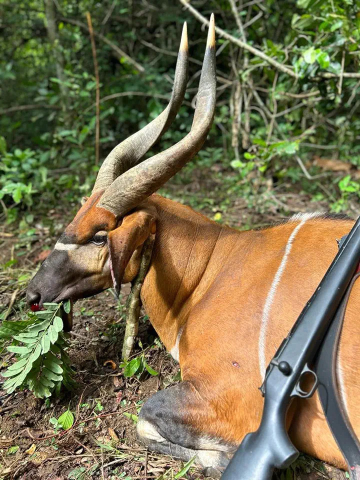 RR weltweites jagen | Jagen in Kamerun