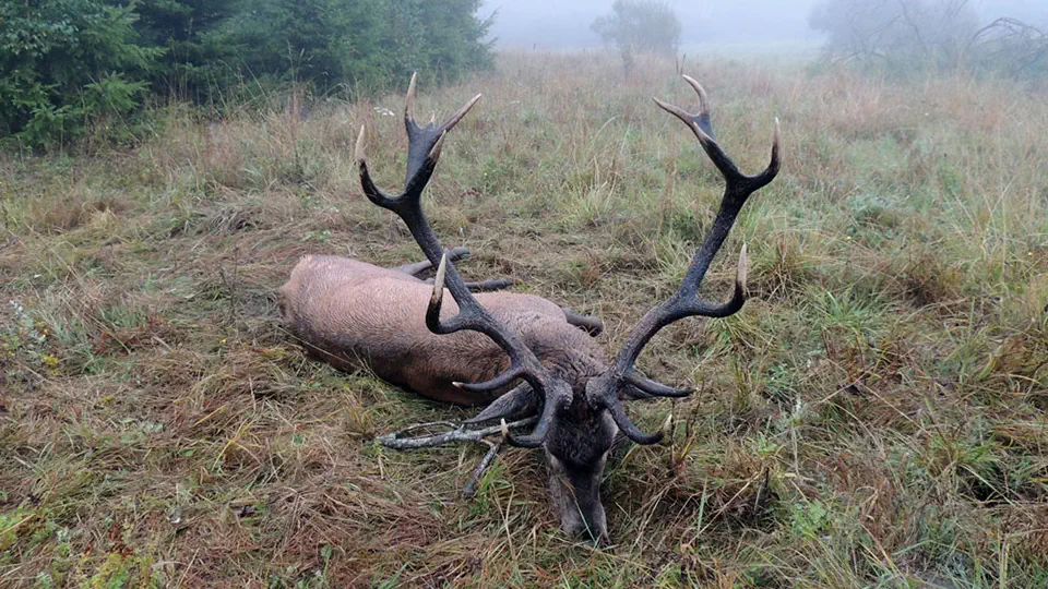 RR weltweites jagen | Die Jagd in Polen
