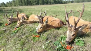 RR weltweites jagen | Russland