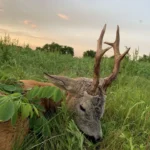 Wildarten | RR weltweites jagen