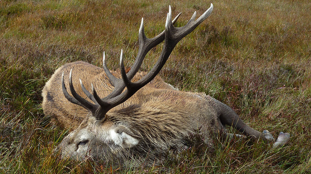 RR Weltweites Jagen | Jagen in Schottland