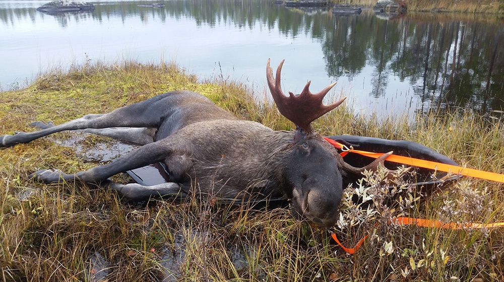 RR Weltweites Jagen | Jagen in Schweden