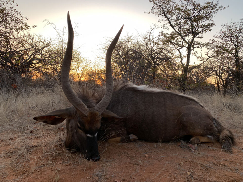 Jagdreise Südafrika