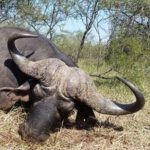 RR weltweites jagen | Büffel